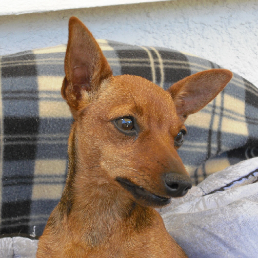 Les Chiots d'Auguin de l'Auguinière de 2009 à 2012